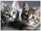 ARTLAND Wanddeko Leinwand Bilder Wandbild 60x45 cm Katze Tiere Katzenbaby Baby Süß Lustig Mädchen T5TN