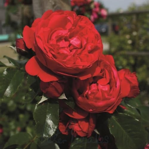 Peter Beales Roses Florentina Climbing Rose, Red, Fragrant, Award Winning, Disease Resistant