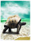 YISUMEI Decke 125x200 cm Kuscheldecken Sanft Flanell Weich Fleecedecke Bettüberwurf Schildkröte Meer Strand