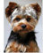 Diamond Painting,Broderie Diamant Kit Complet Chien Yorkshire Terrier,Diamond Painting Grand Format,Peinture Diamant,Numero Dart Adulte,Salon Stickers Muraux Décor à La Maison 30x40cm