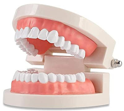 WANGCL Modelo de Demostración Dental de Dientes Para Enseñanza o Cuidado Bucal