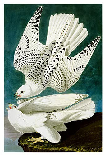 artboxONE Poster 45x30 cm Natur Gerfalke, Falco Rusticolus hochwertiger Design Kunstdruck - Bild malerei ara berühmte