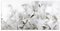 timalo Küchenbild aus Acrylglas modernes Wandbild Glasbild Deko Küche XXL Bild wie Glas | 100x50cm Pusteblume Löwenzahn, schwarz-weiß, filigrane Samen