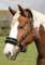 Rhinegold Unisex-Erwachsene Logo Headcollar Fleece Trim-Pony-Black Halfter, Schwarz