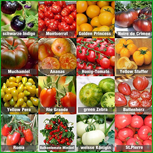 Prademir - Set di semi di pomodoro di 16 varietà rare e antiche - Set per la coltivazione di pomodori con semi naturali al 100% raccolti a mano dal Portogallo