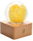 Dr. Pets Miss LI Garden Boule de Cristal de Tulipe Jaune pour Femme, Petite Amie, Femme, Anniversaire, fête des mères, Anniversaire, Saint-Valentin, décoration de la Maison (17e Tulipe Jaune)