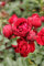 Rosa 'Till Eulenspiegel' 90 cm Stammhöhe - Edelrose, leuchtend rote Blüten, Blütezeit Juni-Oktober, ideal für Kübel, duftend, winterhart