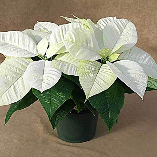 Portal Cool 3 X Vivo Poinsettia 'Sentimientos de Navidad Blanco' Grandes Plantas en cepellón, Casa de Las Plantas