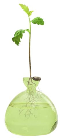 Vaso in Vetro Trasparente per Semi di Avocado e Piante, Supporto per Coltivazione e Fiori