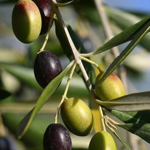 De Plante Olivier Grec Kalamata En Vase 20 / Fitocella - Age 2/3 Ans (Photo Réelle)