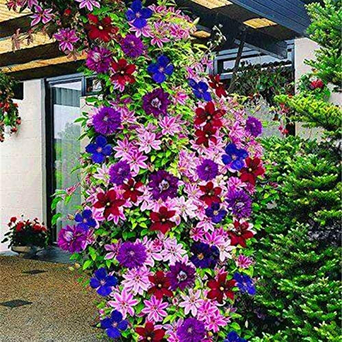Clematis - 100 semi rampicanti per piante rampicanti per fiori, per casa, ufficio, decorazione mista per donne, uomini, bambini, principianti, giardinieri regalo
