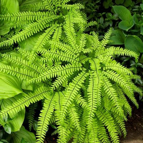 kiskick 100 Unids/bolsa Semillas de Helecho Maidenhair Vibrantes No OGM Verde Semillas de Helecho de Riego Medio para Jardín Jardinería Regalos para Mujeres y Hombres Semillas de helecho culantrillo
