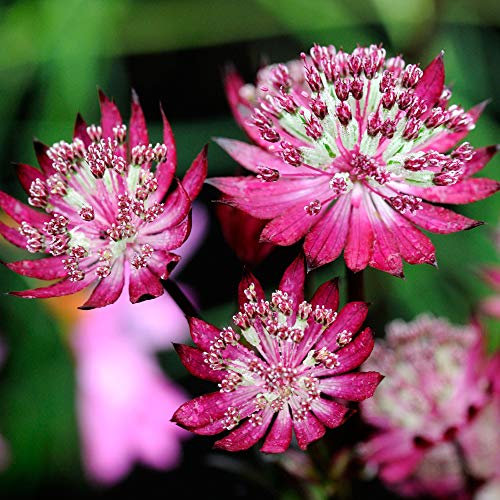 Astrantia Claret Masterwort est une plante herbacée vivace à fleurs rouges, idéale pour les jardins.