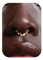 BodyBonita 16G Spike Septum Piercing – 316L Edelstahl Nasenpiercing Conch Helix Piercings Schmuck Nasenring Tragus Daith Knorpel Ohrpiercing Gold 8mm Stil 4