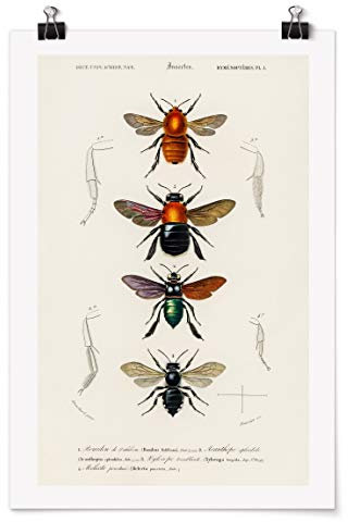 Bilderwelten Poster - Vintage Lehrtafel Insekten Glänzend 45 x 30cm