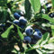 wild heidelbeeren samen,heidelbeere blaubeeren, pflanztöpfe steingartenpflanzen winterhart säulenobstbäume seltene pflanzen bäume winterharte stauden 100 Stück