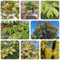 200 pcs Ulme Samen - Ulmus pumila - bonsai samen, winterharte stauden Bonsai Baum Chinesische Ulme - balkon pflanze, alte sorten saatgut winterharte pflanzen, stauden zimmerpflanzen