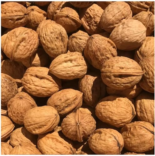 Noix en coquille Noix crues entières Akhrot Nuts HerbsnSpiceit (400 g)