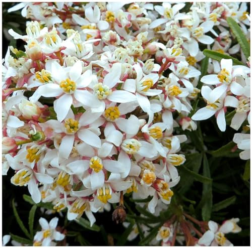 GrowOn Shrubs Choisya Mexican Orange 'White Dazzler' | Evergreen Shrub | Outdoor Garden Ready Plant | Spring and Summer Flowering | White Flowers
