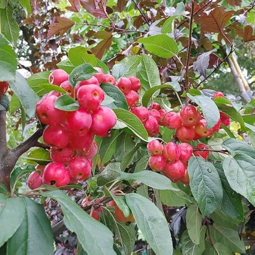 Zierapfel `Red Sentinel, kräftige Pflanze im 5L-Topf, 80-100cm