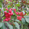 Zierapfel `Red Sentinel, kräftige Pflanze im 5L-Topf, 80-100cm