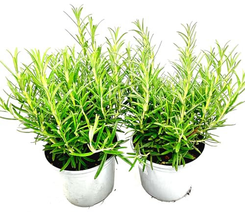 2er Set - Italienischer XL - Rosmarin (Rosmarius officinalis) 14cm Topf
