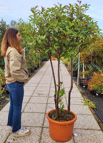 POWERS TO FLOWERS - PHOTINIA RED ROBIN MULTI ALBERELLO, VASO 40 CM, ALTEZZA 180cm, pianta vera