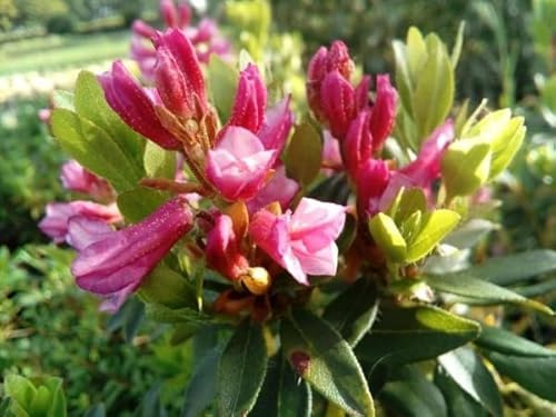 Bewimperte Alpenrose/Steinrose - Rhododendron hirsutum 15-20cm