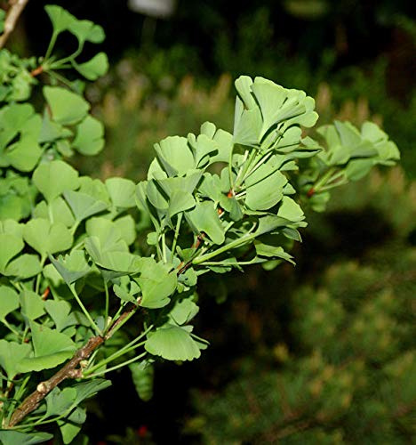 Ginkgo Little Emperor® 15-20cm - Ginkgo biloba - lebende Gartenpflanze aus den Baumschulen
