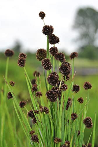 Juncus ensifolius 9x9 cm Topf – Winterhart, Mehrjährig, Pflegeleicht – Schwertblättrige Binse – Teichrandpflanze für Ufer & Sumpfzone