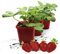 FLORTUS | Erdbeerpflanzen Hummi® Meraldo | 3 XXL Pflanzen | Erdbeeren im Topf | Erdbeerpflanzen mehrjährig winterhart | große tiefrote Früchte