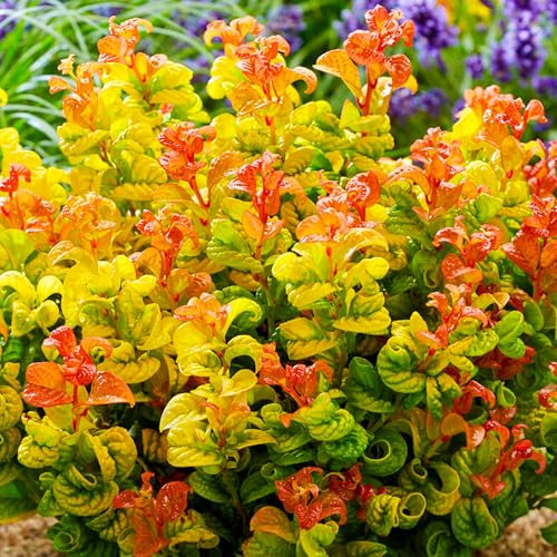Leucothoe axillaris (vaso da 17 cm) - Elegante arbusto sempreverde - Ideale per giardini boschivi e zone ombreggiate