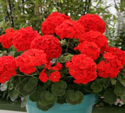 Riesige neue Geranien-Blumensamen 100 Stück 100 Stück für die Gartenarbeit Orange