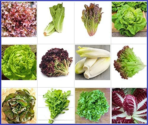 Salat Samen Set 12 Sorten I Saatgut mit hoher Keimrate I für Garten und Balkon I bunt, gesund und lecker
