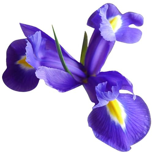 Selbstklebender Aufkleber Autoaufkleber Sticker wetterfest Blumen Mülltonne Blumenwiese Dekoration Fensterbild Fliesenaufkleber 20 x 20 cm - Violett gelb Schwertlilie -