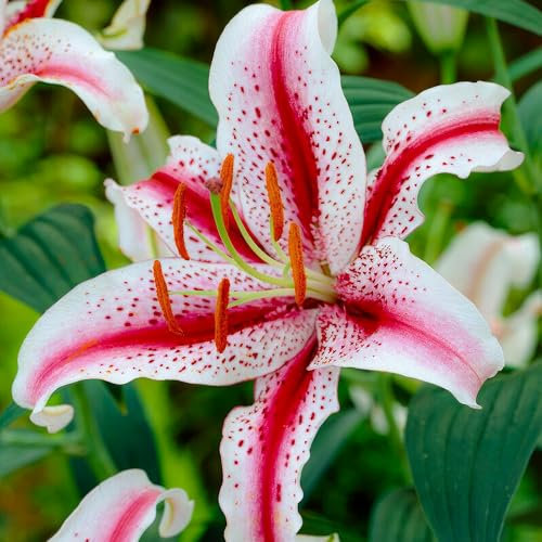 Lilien Zwiebeln Dizzy - 10 Zwiebeln - Blumenzwiebeln Frühling - Sommerblumen mehrjährig winterhart - Niederländische Qualität - Für Garten und Töpfe - Kübelpflanzen winterhart