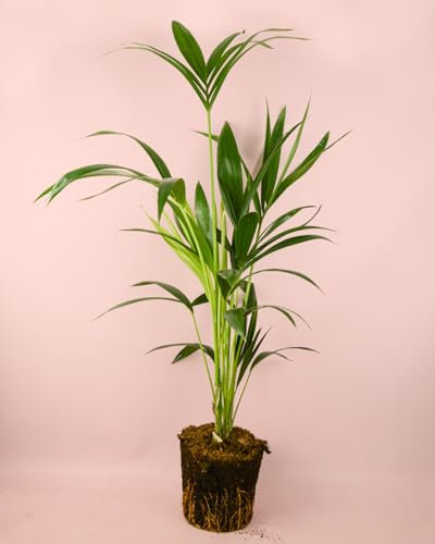 Palmera Kentia | Plantas Naturales Interior | Pur Plant