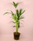 Palmera Kentia | Plantas Naturales Interior | Pur Plant