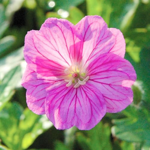 Geranium Blushing Turtle - Real Outdoor Plants - Hardy Perennial Flowering Plant - Live Bedding Plant for Borders, Hanging Baskets, Patio Pots - Long-Lasting Summer Flowers (9cm Pot, 10-20cm)