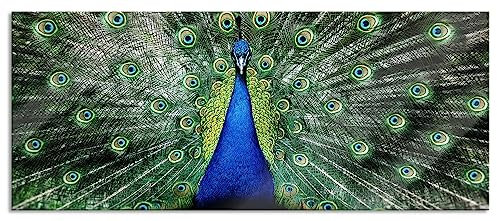 Pixxprint Glasbild Panorama, Wandbild aus Echtglas, Schöner Pfau mit seinem Gefieder, 100x40 cm, inkl. Aufhängung und Abstandshalter