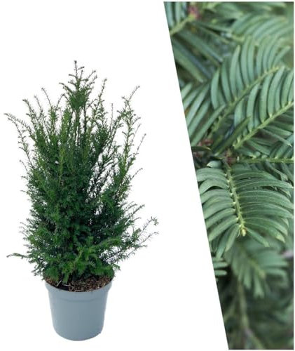 Plants by Frank | 25 Große Eibe Pflanzen für 10 laufende Meter Hecken | ↨ 80-100 cm im 12 Liter Topf | Taxus baccata | Heckenpflanzen | Heckenpflanzen Winterhart immergrün | Sichtschutz garten