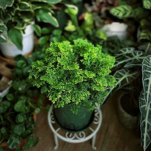 4 Stück rose von jericho kaufen selaginella - Seltene Pflanzen serie - zimmerpflanze blumenzwiebeln plants winterfeste pflanzen für balkon nachhaltige geschenke bloom hochbeett dekopflanzen