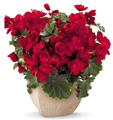 Begonia Sunbrero Red - 6 Starter Plants Beautiful Begonias - Vibrant Bedding Plants. Ready for pots or containers. Summer Garden