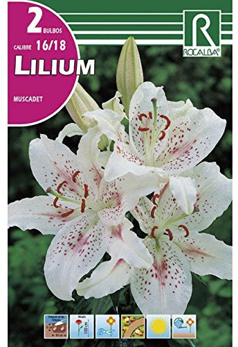 BULBO LILIUM - AZUCENA - LIRIO MUSCADET - 2 UD
