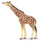Papo 50236 Giraffe mit Erhobenem Kopf, Spiel