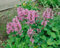 Stachys grandiflora 'Superba' ca. 9x9 cm Topf - Großblättriger Ziest, rosa Blüten, Blütezeit Mai-Juli, ideal für Rabatten, bienenfreundlich, pflegeleicht