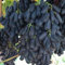 Weinreben kaufen zwiebeln,Winterhart Mehrjährig,Weintrauben Pflanzen Kernlos winterhart süße,Dekorative Blumen,tafel-Trauben,tafeltraube wein pflanze,trauben pflanzen.-1zwiebeln-F