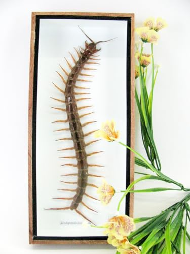 asiahouse24 Echte präparierte Insekten im 3D Schaukasten aus Holz. Vogelspinne, Skorpion, Käfer, Hundertfüßer und vieles mehr. (Hundertfüßer Extrem riesig)