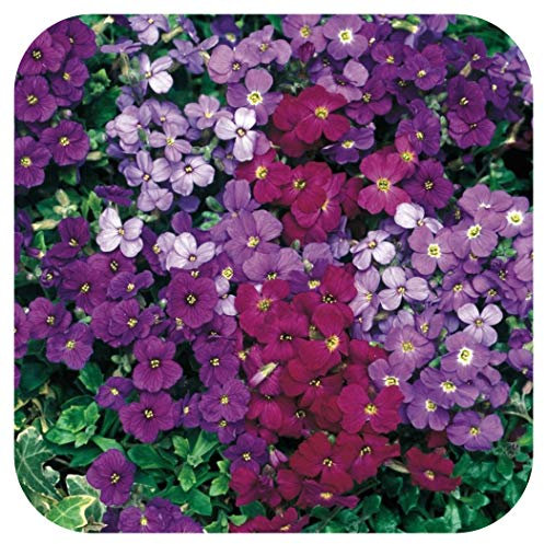 Aubretia Trailing Aubrieta Katie Mixed Plug Plants x 6 Perennial Rock Cress