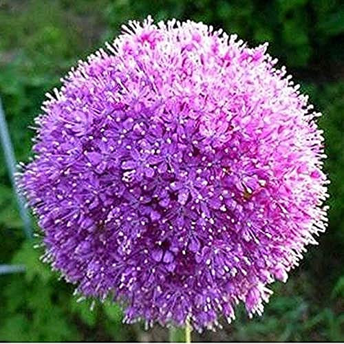 15 Stück Allium Zwiebeln Schöne angenehme Blumen Charmante Gartenlandschaft Staude Knolle Zwiebel Pflanzung Exotische Schnittblume